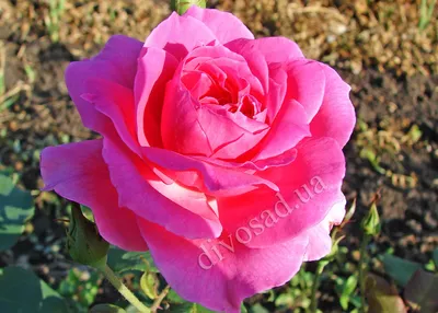 Фотоснимок утонченной розы Лагуна