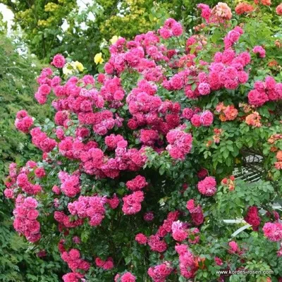 Лагуна роза: красивое фото для скачивания