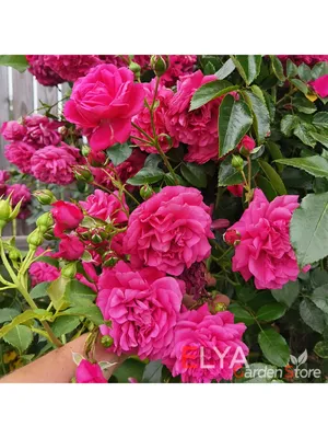 Лагуна роза: снимок с потрясающими деталями