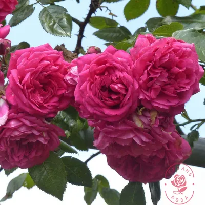 Стильное изображение розы Лагуна в формате jpg