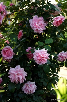 Волшебная картинка розы Лагуна в webp