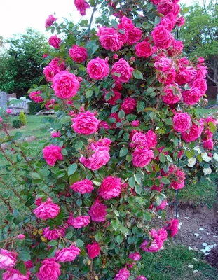 Фотография великолепной розы Лагуна