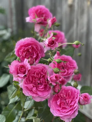 Лагуна роза: снимок с прекрасными деталями