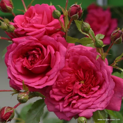 Лагуна роза: изображение высокого качества