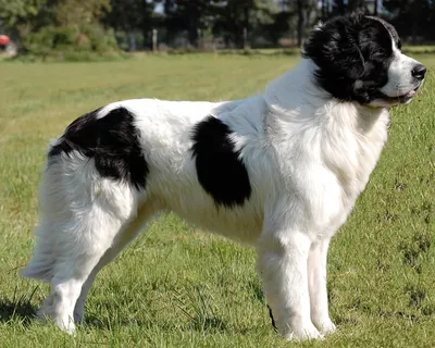 Ландсир: большая собака с красивым окрасом