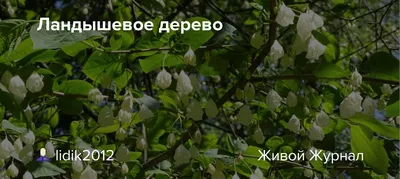 Фотография ландышевого дерева: сплетение цветов и зелени