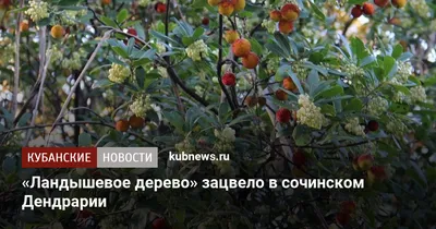 Ландышевое дерево: природная гармония и симметрия