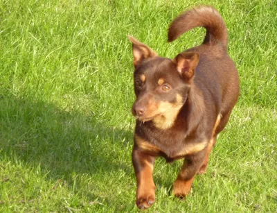 Собака Ланкаширский хилер на фото: готовые обои для десктопа