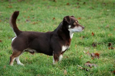 Фото Ланкаширского хилера: собака в движении