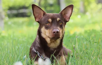 Ланкаширский хилер на изображениях: наслаждайтесь красотой собаки
