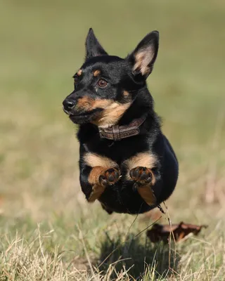 Ланкаширский хилер: собака с характером на фото