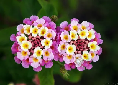 Нежные цветы лантаны на фото