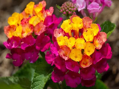 Фото лантаны для любителей цветов и флористов