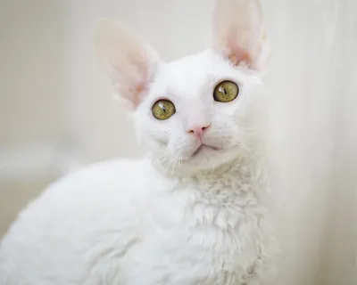 Лаперм: фото кошек с уникальными кудрявыми шерстками