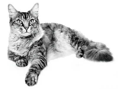 Лаперм: фото кудрявых кошек в разных ракурсах