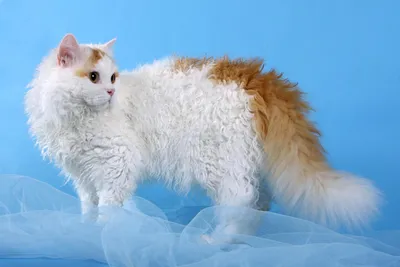 Лаперм: изображения кошек с прекрасной шерстью