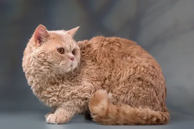 Лаперм: фото кудрявых кошек с разными выражениями лица