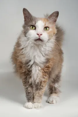 Лаперм: фотографии красивых кошек для любителей животных