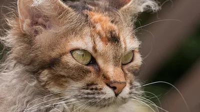Лаперм: скачайте эти прекрасные фотографии кошек в формате WebP