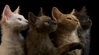 Изображения Лаперм: узнайте, почему эти кошки так популярны
