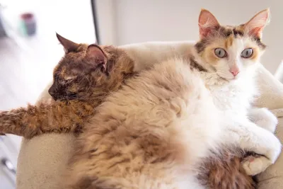 Картинки Лаперм: котята, которые пробудят в вас желание завести домашнего питомца