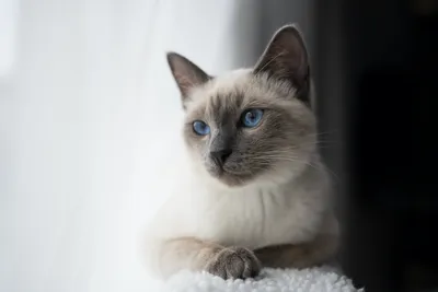 Лаперм - порода кошек с уникальной кудрявой шерстью