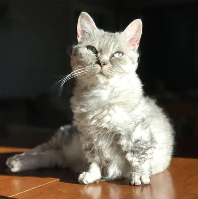 Лапермы на фото - уникальные кадры с этой породой кошек