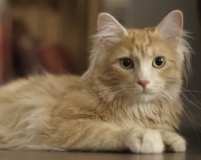 Лаперм: фото кудрявых кошек с разными окрасами