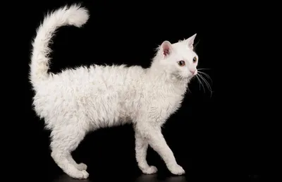 Фото кудрявых Лапермов - уникальные кадры для любителей кошек