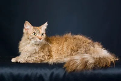 Лаперм: фото кошек с уникальным характером и взглядом