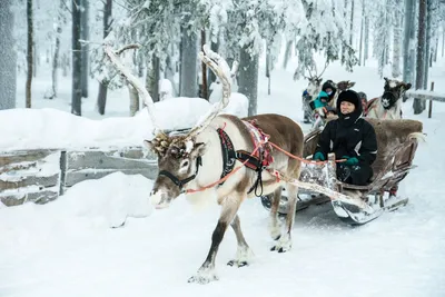 Лапландия в зимнем великолепии: 39 фотографий для загрузки