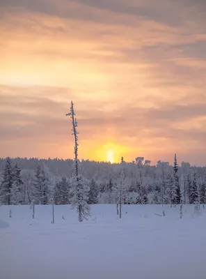 Зимний рай на экране: 39 уникальных изображений Лапландии