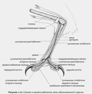 Лапы птиц: фотографии, которые захочется сохранить