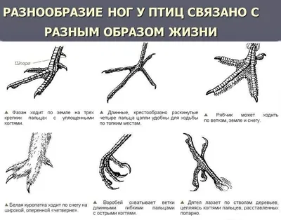 Лапы птиц на прекрасных фотографиях