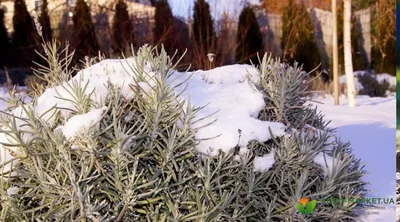 Лаванда зимой: Великолепие природы в формате JPG