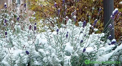 Фото лаванды зимой: Выберите идеальный размер изображения