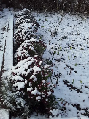 Лаванда под снегом: Загружайте ваши фотографии в любом формате