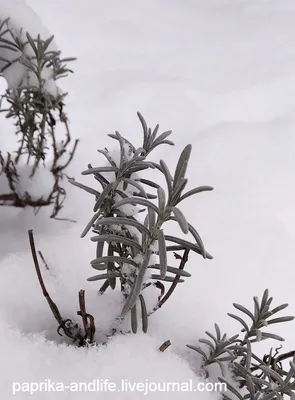 Зимний пейзаж с лавандой: Скачайте красоту в форматах PNG, JPG, WebP