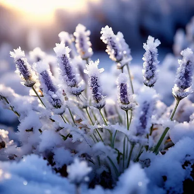 Фото лаванды зимой: Изысканные моменты в различных форматах
