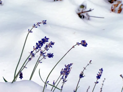 Изысканные оттенки лаванды зимой: Размер на ваш выбор