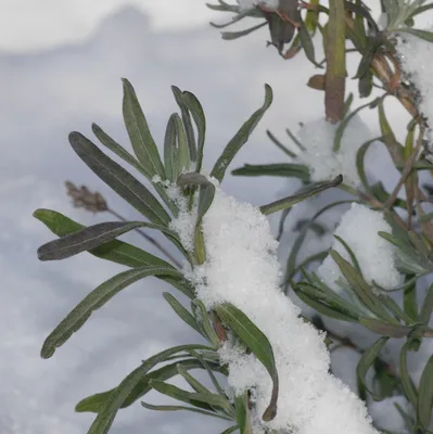 Фото лаванды зимой: Изображения в форматах JPG, PNG, WebP
