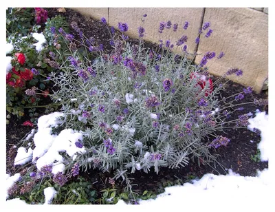 Зимний сад с лавандой: Размеры фотографий на ваш выбор