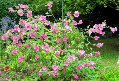 Картинка лаватеры садовой розы в высоком разрешении