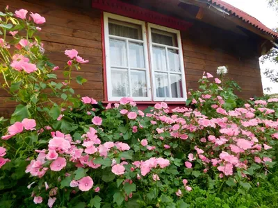 Изображение лаватеры садовой розы в формате webp