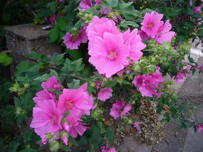 Лаватера садовая роза на красивом фото в формате png