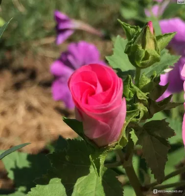 Лаватера садовая роза на фотографии в высоком качестве