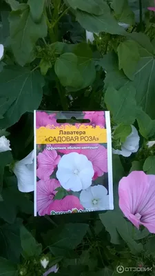 Фото, показывающее красоту лаватеры садовой розы
