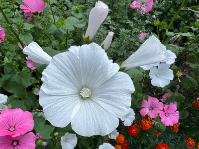 Фото лаватеры садовой розы, доступное в формате png