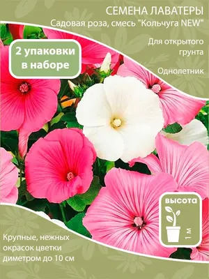 Изображение лаватеры садовой розы в формате webp для использования на сайте