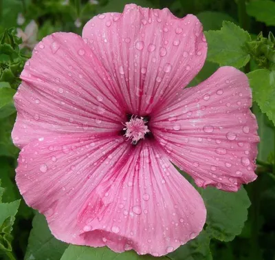 Лаватера садовая роза на красивом фото в формате png